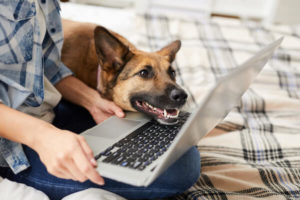 A woman uses a laptop while her German Shepherd dog rests its chin on her laptop